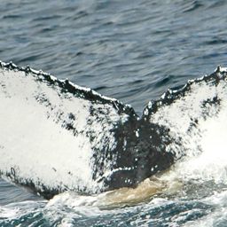 Fluke of NA-7263
