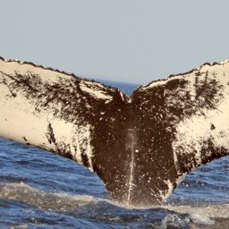 Fluke of NA-7352