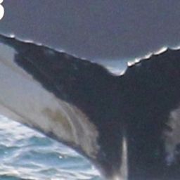 Fluke of NA-3953