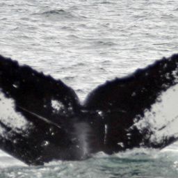 Fluke of HW-MN0100733