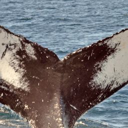 Fluke of NA-7921