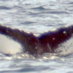 Fluke of NA-13659