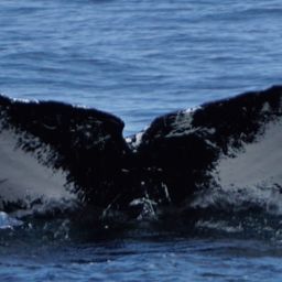 Fluke of NA-3160