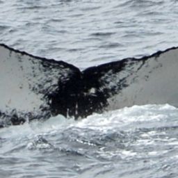 Fluke of NA-3737