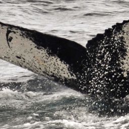 Fluke of NA-6503
