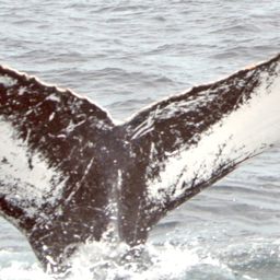 Fluke of HW-MN0100666