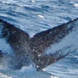 Fluke of HW-MN0100678