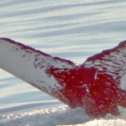 Fluke of HW-MN0100707