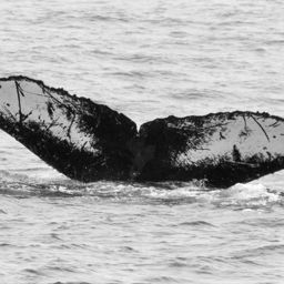Fluke of CRC-10915