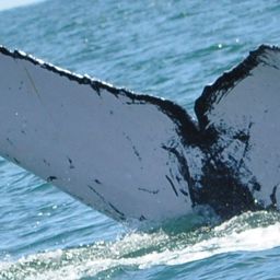 Fluke of HW-MN1301516
