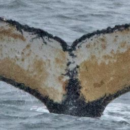 Fluke of HW-MN1301518