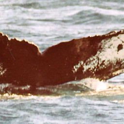 Fluke of NA-7515