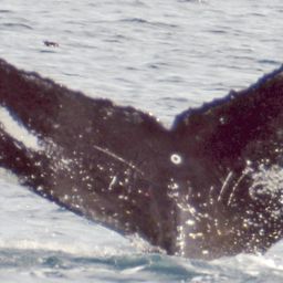 Fluke of NA-10886