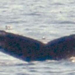 Fluke of HW-MN0100800