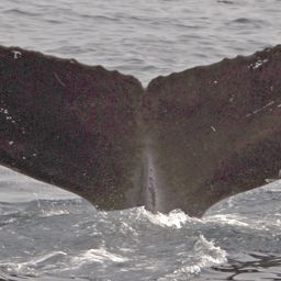 Fluke of NA-7834