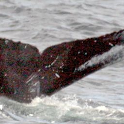 Fluke of NA-7500