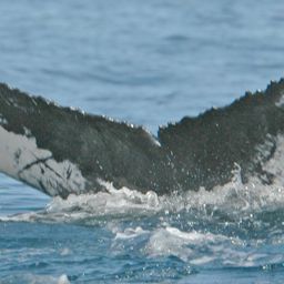 Fluke of NA-3885