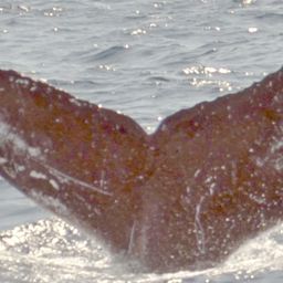 Fluke of HW-MN0100847