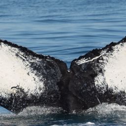 Fluke of CRC-15056