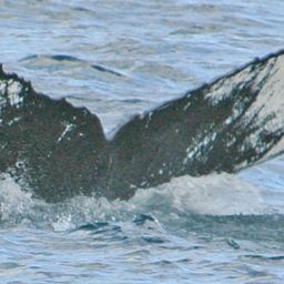 Fluke of NA-3924