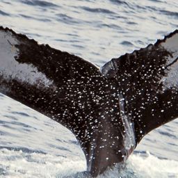 Fluke of NA-7502