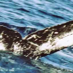 Fluke of HW-MN0100450