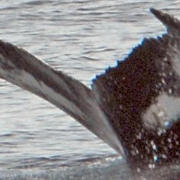 Fluke of NA-6736