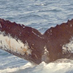 Fluke of NA-11009
