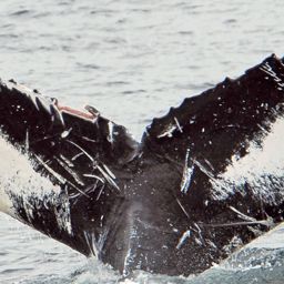 Fluke of NA-7591