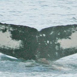 Fluke of NA-3889