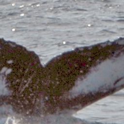 Fluke of NA-7505