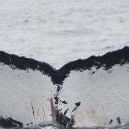 Fluke of HW-MN0100888
