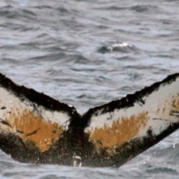 Fluke of NA-3890