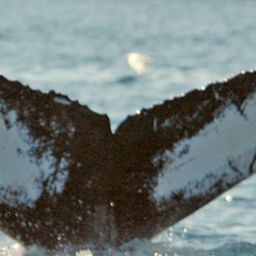 Fluke of NA-3891