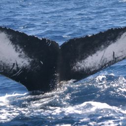 Fluke of NA-3896