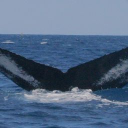 Fluke of HW-MN0100903
