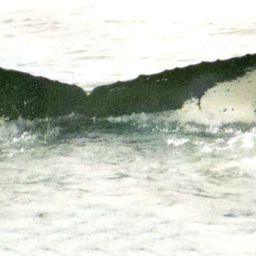 Fluke of NA-7364