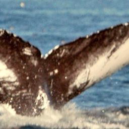 Fluke of NA-3900