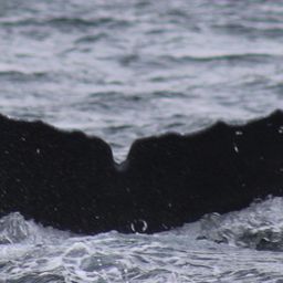 Fluke of NA-7313