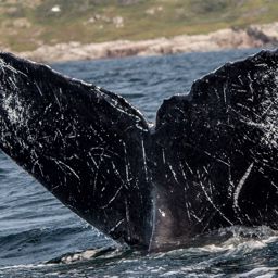 Fluke of NA-7653