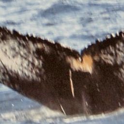 Fluke of NA-7609