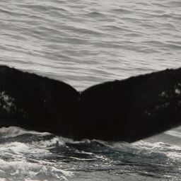 Fluke of NA-7314