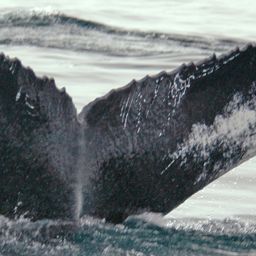 Fluke of NA-7338