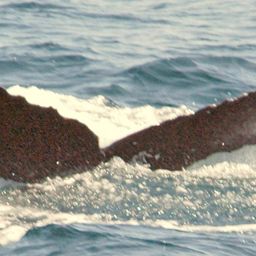 Fluke of NA-7354