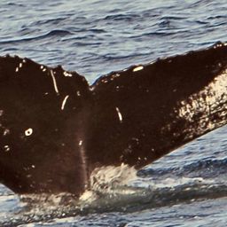 Fluke of NA-3996