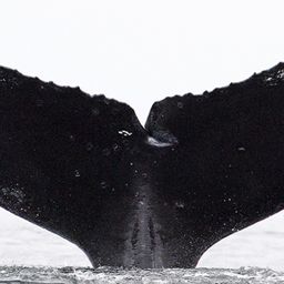 Fluke of CRC-12220