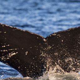 Fluke of NA-7130