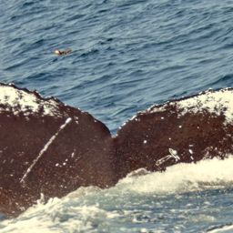 Fluke of HW-MN0100962