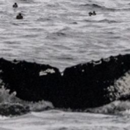 Fluke of NA-3899