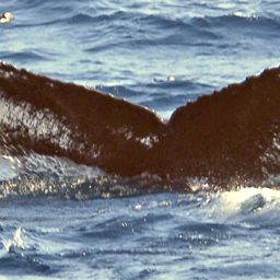Fluke of NA-2513
